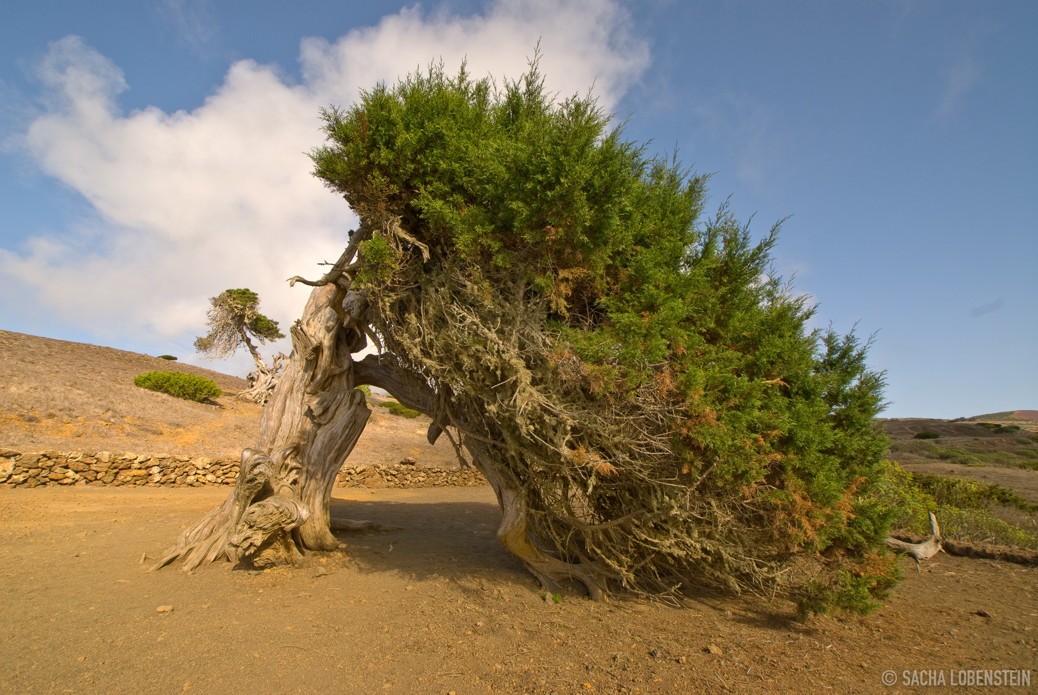 El Sabinar, El Hierro