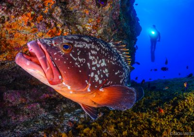 Buceo El Bajón, El Hierro