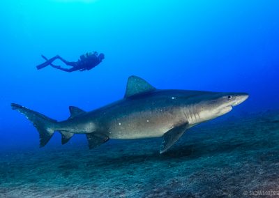 Buceo El Bajón, El Hierro