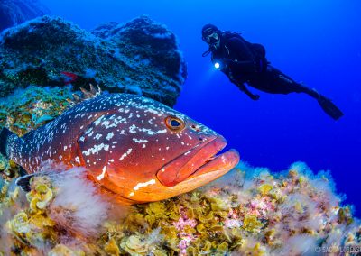 Buceo El Bajón, El Hierro