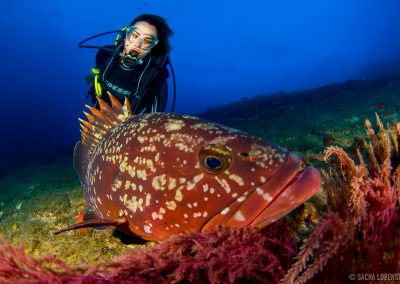 Buceo El Bajón, El Hierro