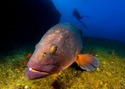 Buceo El Bajón, El Hierro