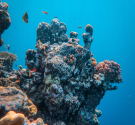 Clase de buceo: Descubre la impresionante vida marina en las Islas Canarias