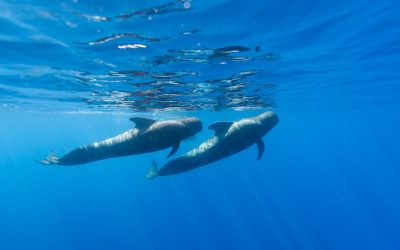 Avistamiento de cetáceos en las Islas Canarias