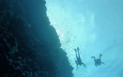 Cetáceos: Avista los más impresionantes en El Hierro