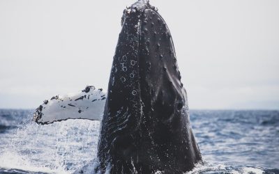 Observación de cetáceos en la isla de El Hierro