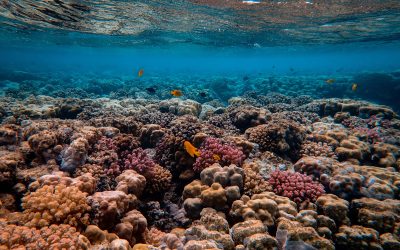 Aprende técnicas de buceo en El Hierro