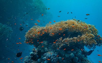 La Restinga: Bucea en sus aguas cristalinas