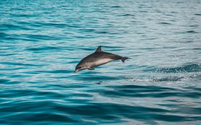Avistar cetáceos en El Hierro: Aprovecha la oportunidad