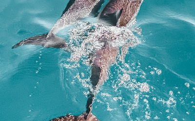 Curso de submarinismo: Conoce la diversidad marina en las Islas Canarias