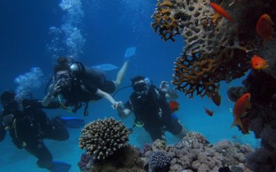 Submarinismo: El mundo submarino de las Islas Canarias