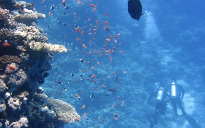 Curso buceo: Conviértete en un experto en La Restinga